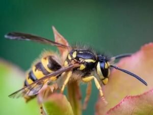 What are the best methods to eliminate yellow jackets?